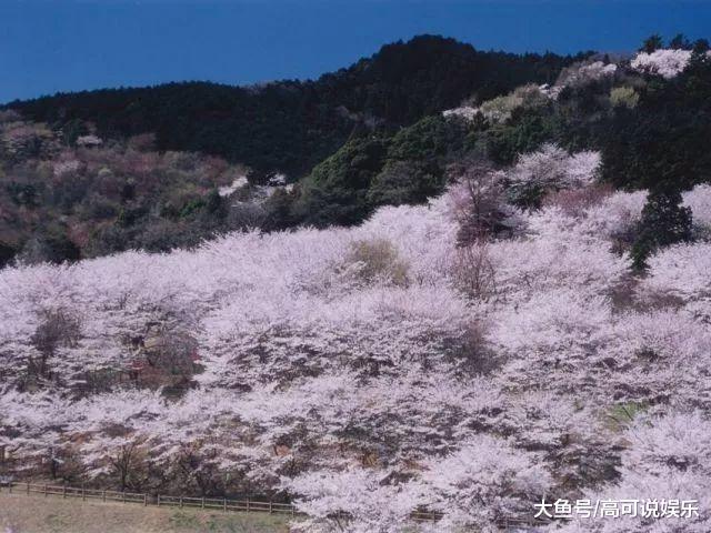 日本东京十巨细寡赏樱胜天:避开人潮拥挤的恐惧,感触感染醒好春意!