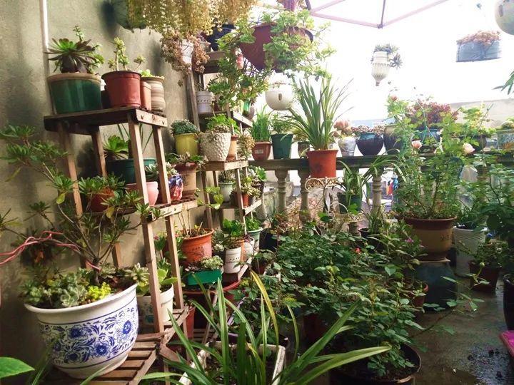 “伸手党”和“偷花贼”, 恨的牙痒痒, 看来只能出大招了!