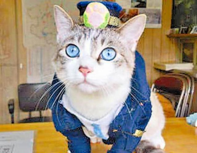 国外猫咪闯进警察局 赖在桌子上不挪窝 局长无奈将其收编成警猫 生活资讯 早游戏