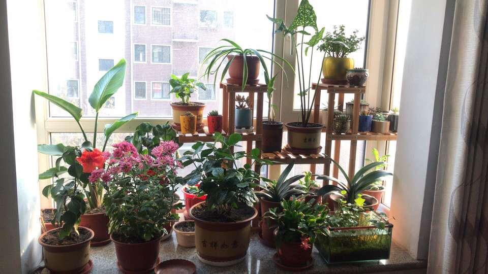 新年养7盆“富贵花”, 开花“红红火火”, 好运“滚滚来”!