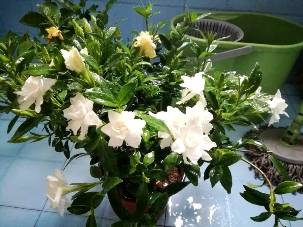 老花匠给支招, 养护金枝玉叶做好这“3”点, 不到2年成老桩!
