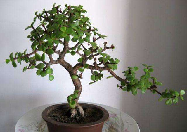 玉树“施肥”小窍门, 抓把小玩意撒盆里, 枝干粗叶油绿!