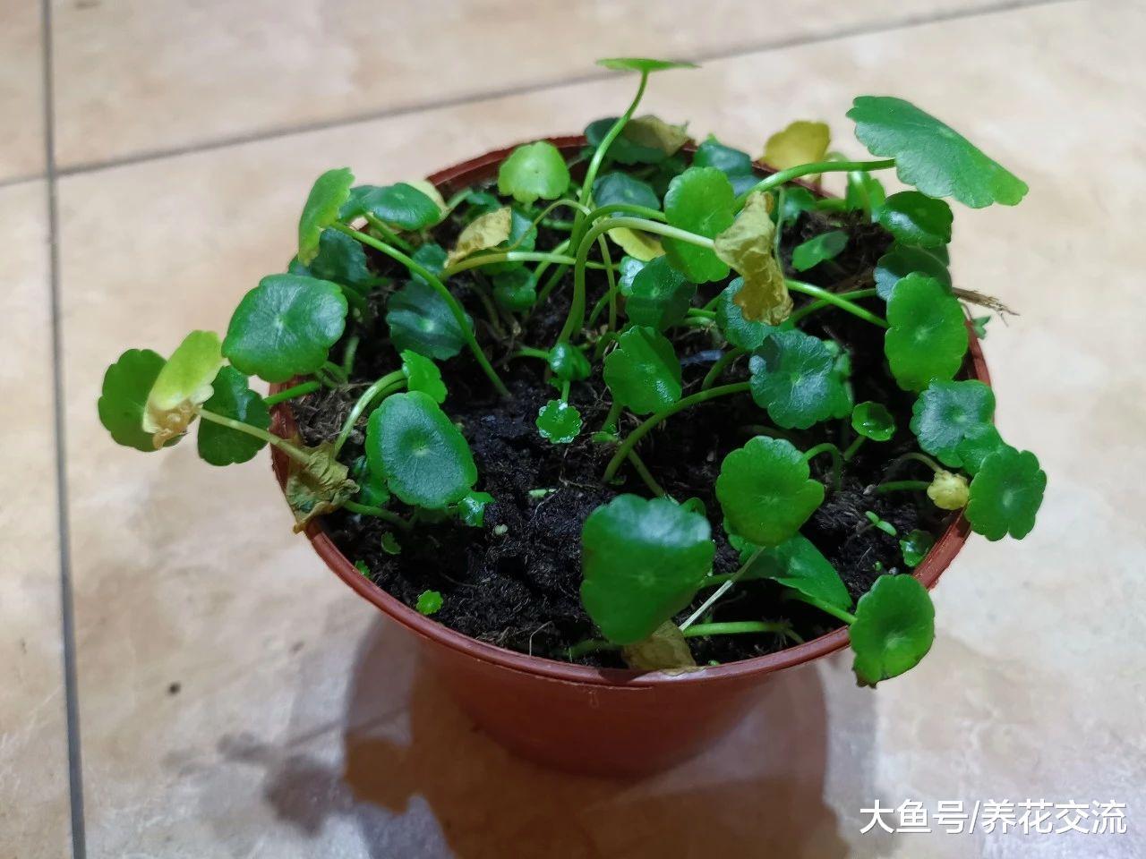 铜钱草盆栽只要掌握三个技巧, 水培和土培的都长得特旺盛