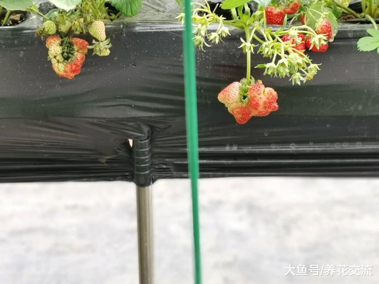 在家里养的草莓结果出现畸形, 你还敢吃么?