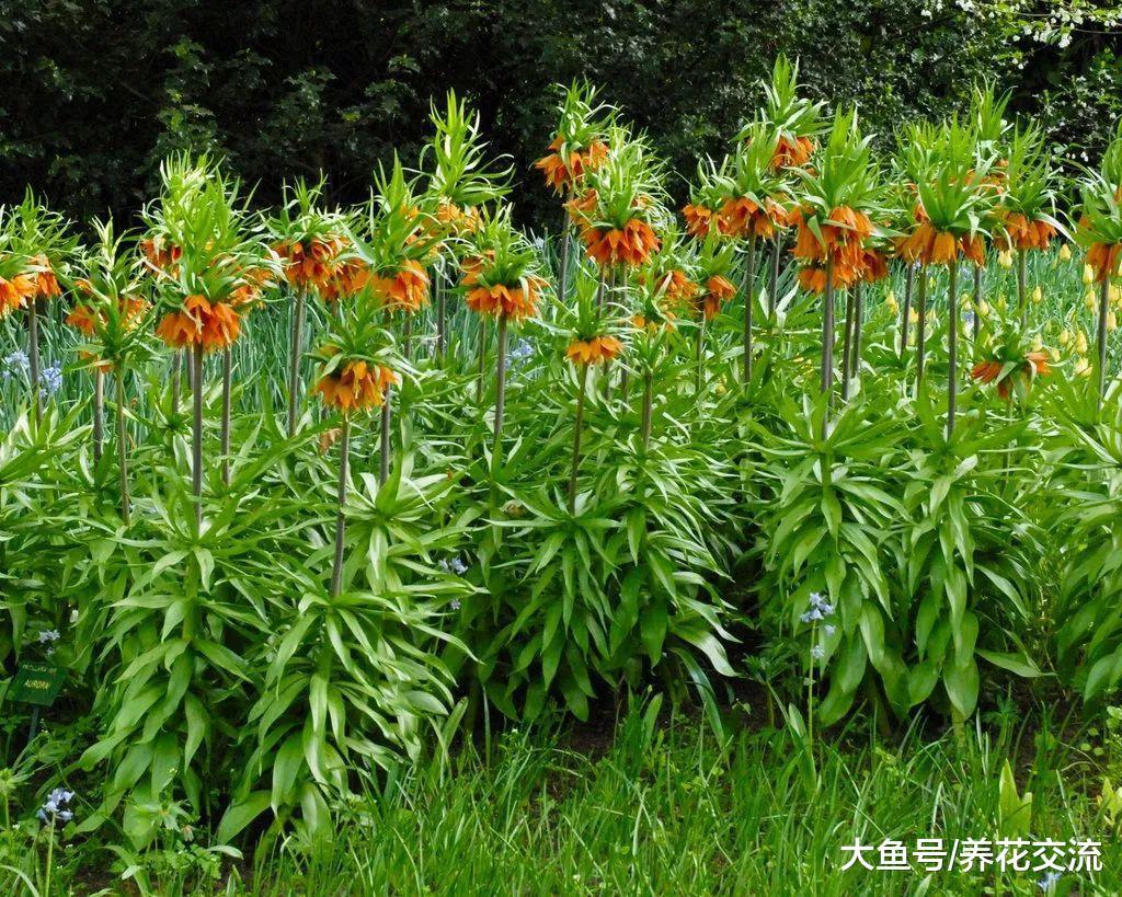 秋天的时候栽培这些球茎花卉, 来年春天就能灿烂开花了