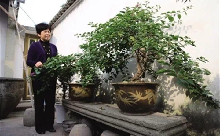 百年老宅来养花, 明清石器做花盆, 难道家里有矿?