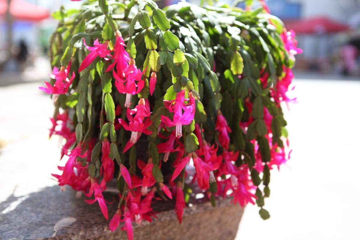 这“4种”花不怕冻, 冬天家里养, 开花艳丽更省心!