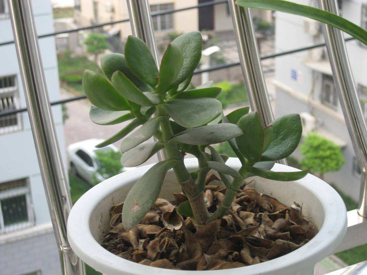 这种“圆饼子”别扔, 花盆土壤放一块, 比什么肥料都管用!