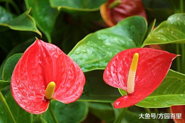 不是你学不会养花, 而是你不知道植物的环境因子有哪些