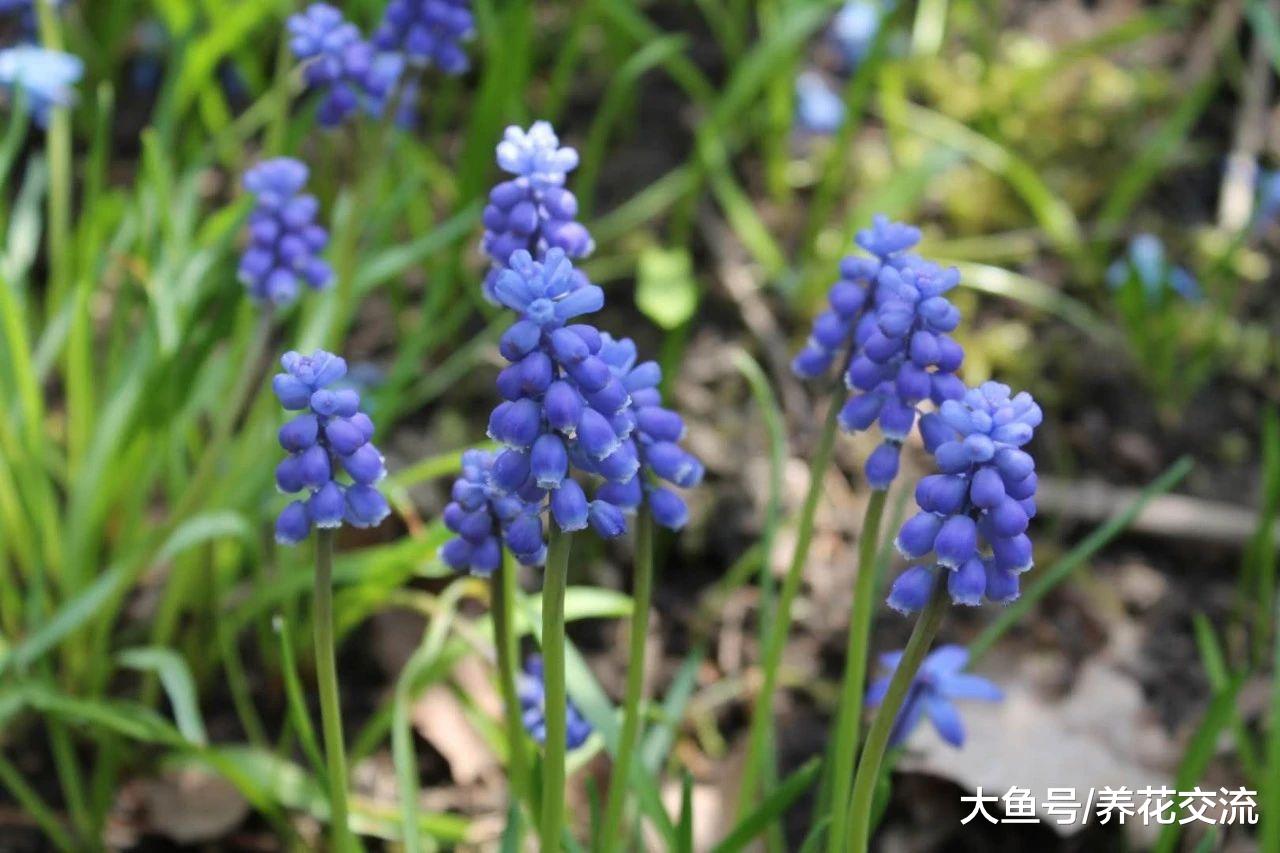 花朵如一串串果子般的葡萄风信子, 还能养成个阳台上的盆栽