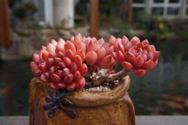 橘子皮是“宝贝”, 拿来养花, “增肥”植株长得旺!