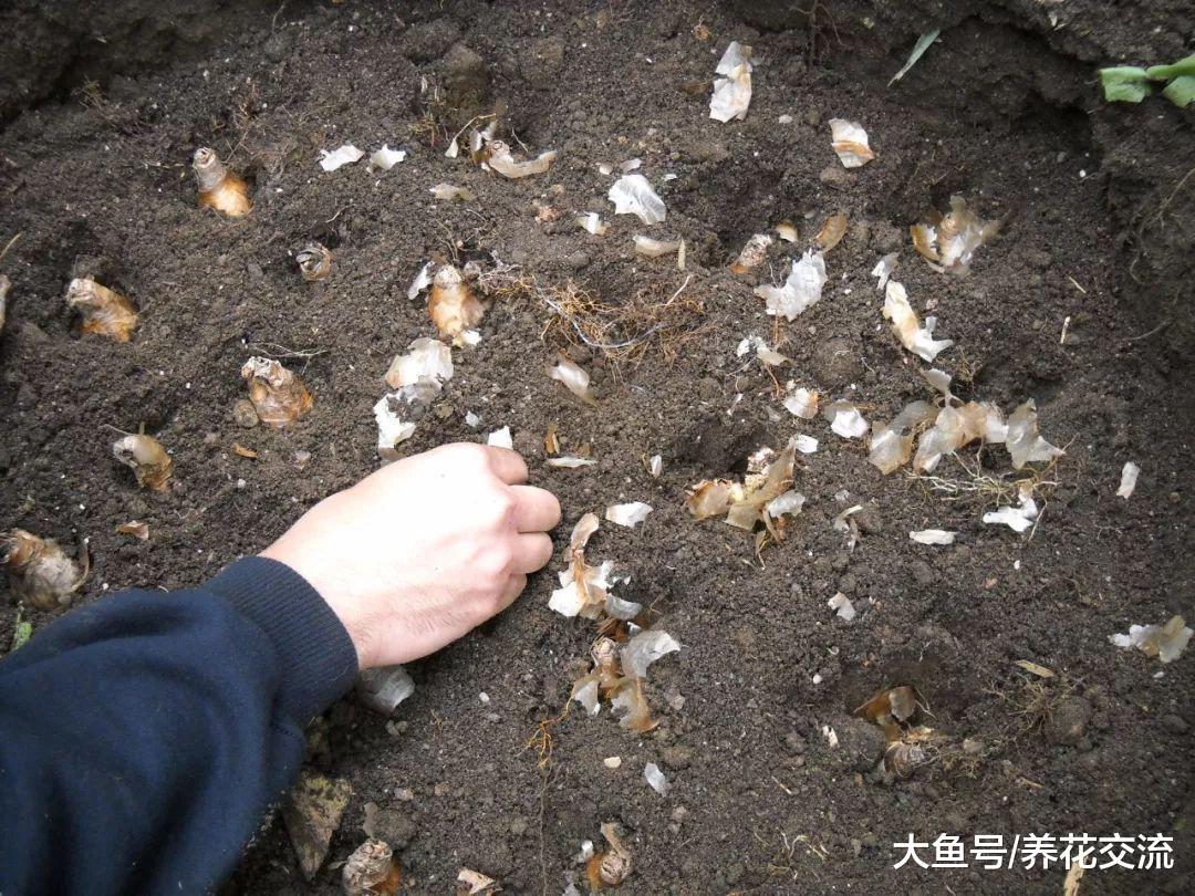 在冬春寒冷的雪地里也能开花的雪花莲, 比大蒜还要好养