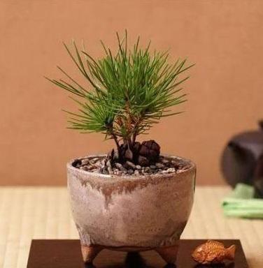 捡个“松果”埋盆里, 10天长成“小盆景”, 100元都不卖, 太精致