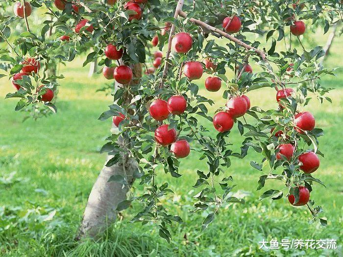 适合在家院子里栽种的几种果树, 一定会有你喜欢的品种