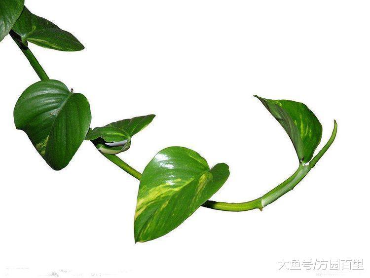 绿萝很好养? 先满足这两个条件吧