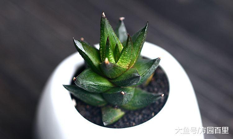 多肉植物百合科十二卷属中可不光只有十二卷, 还有九轮塔
