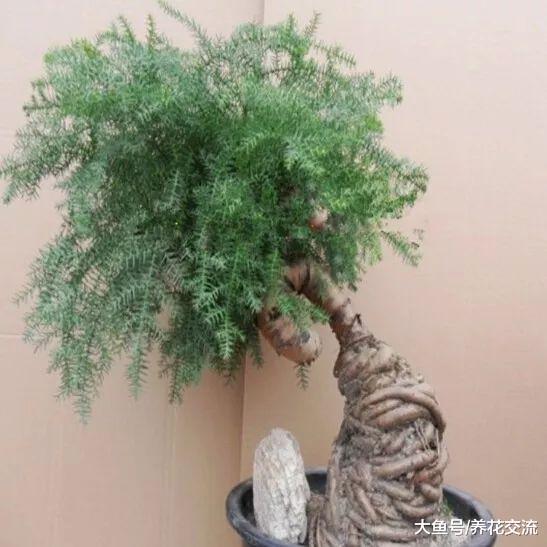 养在客厅里特别霸气的几种大型植物, 有的还能养成盆景