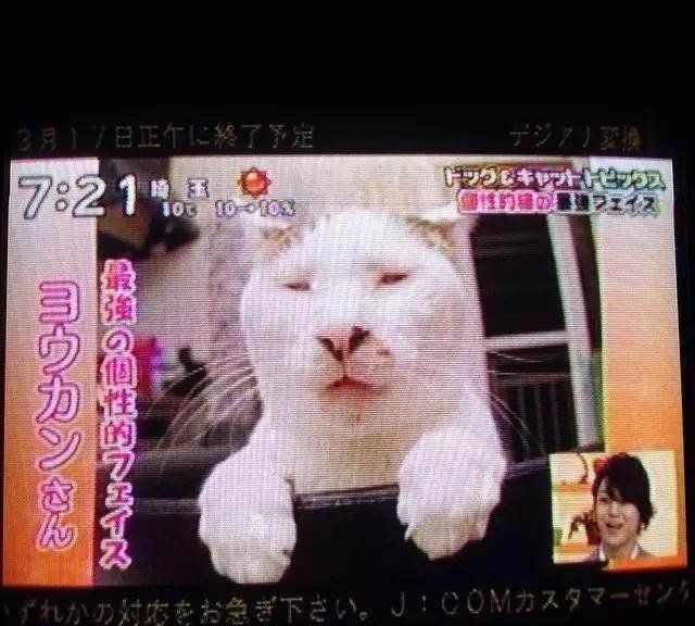 猫界著名网红 被称为 丑到360度无死角 的羊羹君 因病去世 美食资讯
