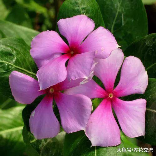 长春花保持全年有花朵观赏的几个技巧, 你都掌握了没