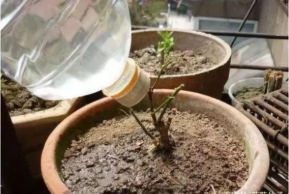 盆土硬邦邦, 撒点小料, 松软透气花呼呼长!