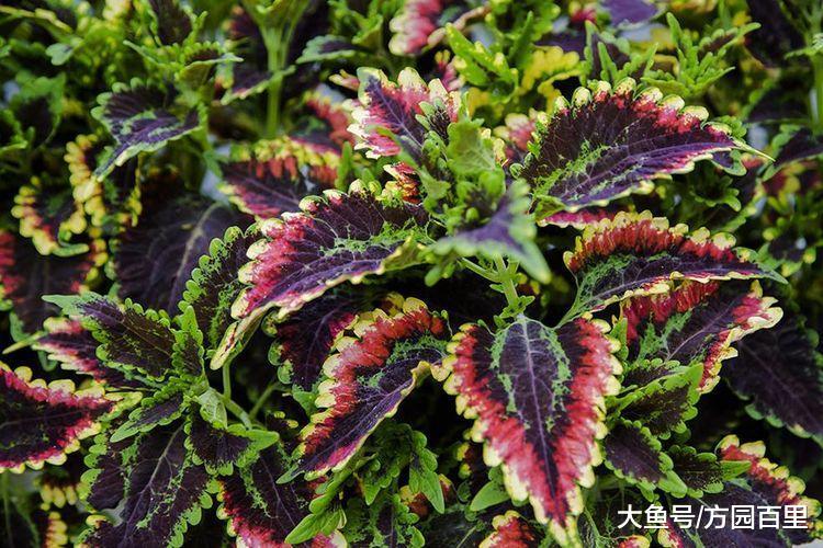 博人眼球绚丽多彩的多年生草本植物——彩叶草
