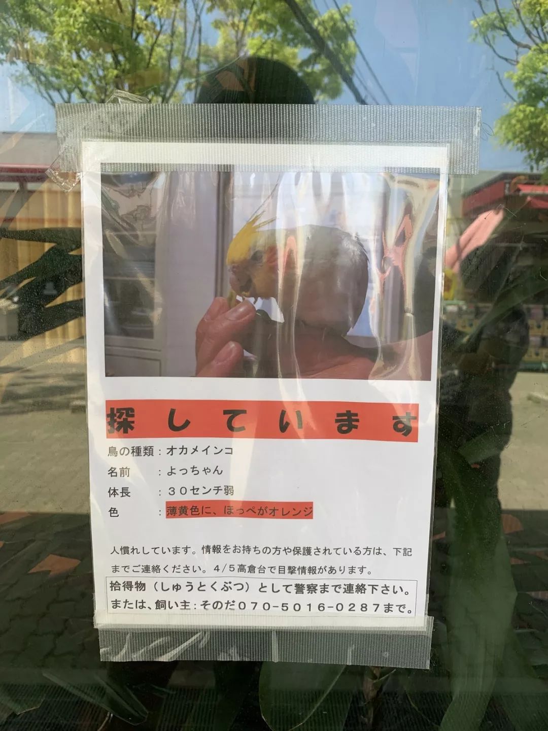 日本登山之旅 须磨寺 六甲山纵走 音乐资讯 娱乐新闻网