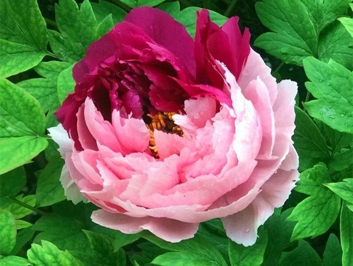 这10种花也能当菜吃, 花摘一摘, 炒鸡蛋喷儿香!