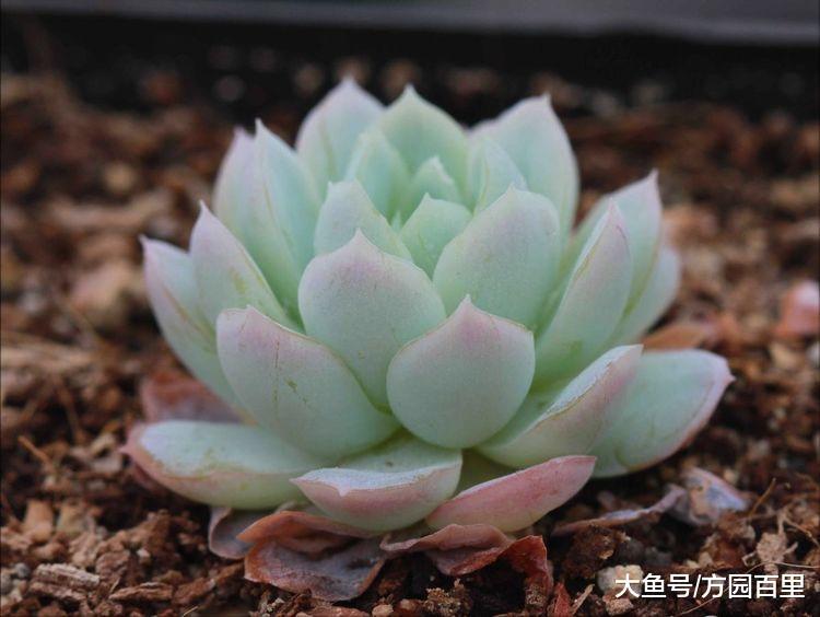 新人养多肉有很多疑问, 别急我们一个个来解决(三)