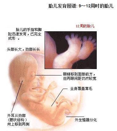 怀孕初期的3个月：胎儿发育的过程及B超所见