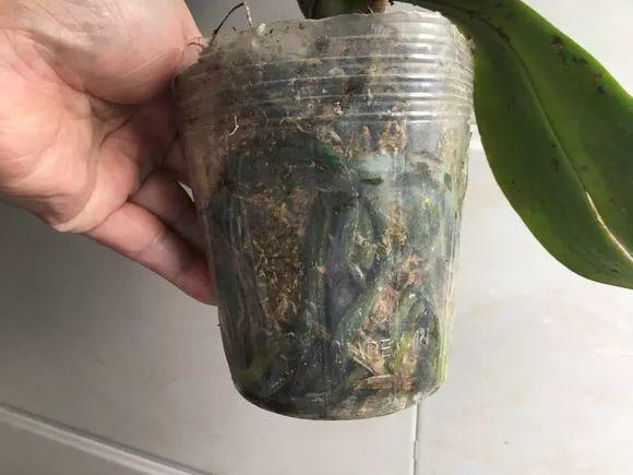 10块钱3棵的绿萝蝴蝶兰, 买回家一捣鼓, 100块也不卖!