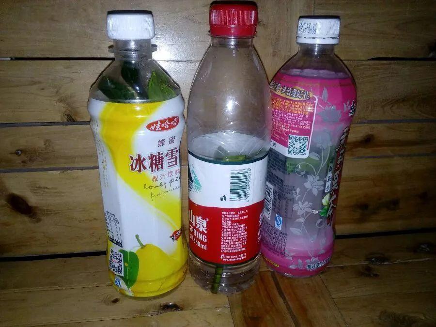 塑料瓶就是在扔钱! 它可是养花神器, 养啥花都旺!