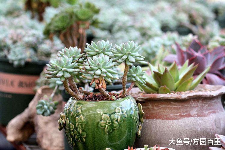 这么养多肉植物, 多肉就毁了, 赶紧改正, 为时不晚
