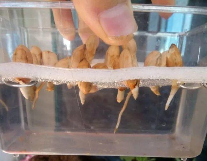 塑料盒里撒把豆子, 3天发芽7天冒绿叶, 过年长成小盆栽!