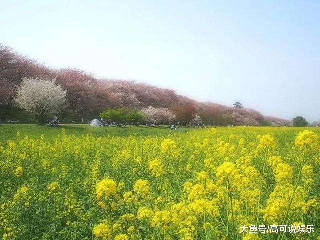 日本东京十巨细寡赏樱胜天:避开人潮拥挤的恐惧,感触感染醒好春意!