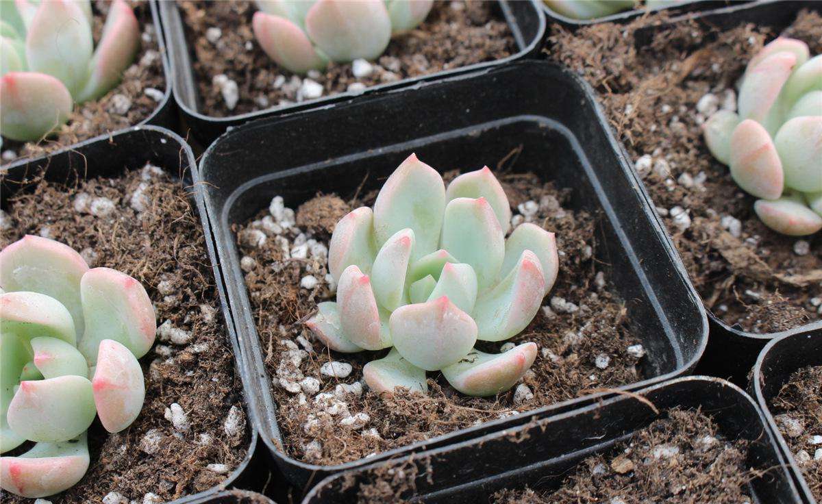 养“多肉”时, 多去注意这“2点”, 叶片圆润还“红扑扑”!