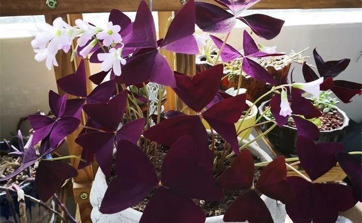 他家的花, 叶子七彩像蝴蝶, 放窗台邻居都来看!