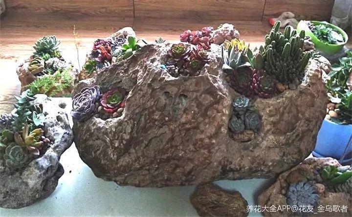 大叔没事捡石头, 填点土种多肉, 第一次看见多肉这么养!