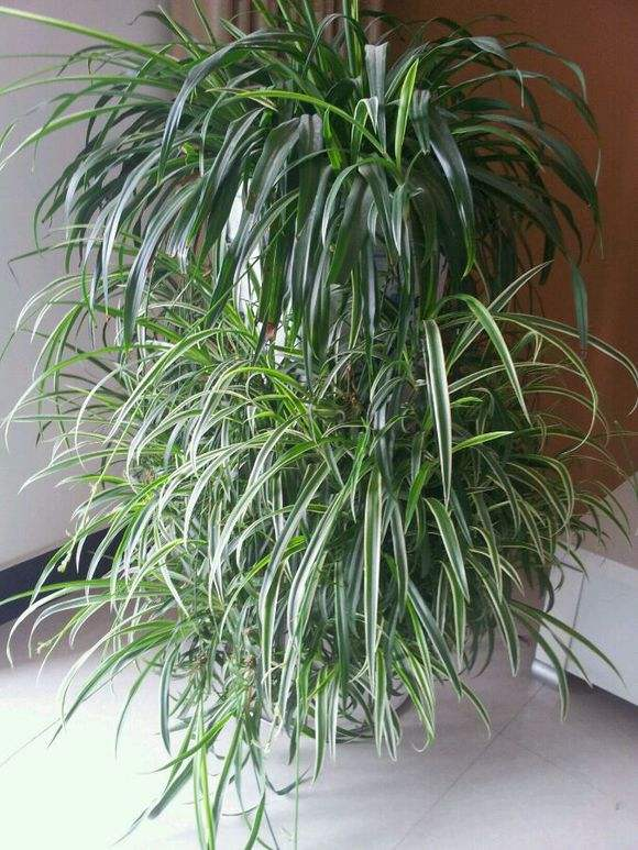 吊兰养护别买肥, 用这“2种”小东西, 长长就成绿瀑布!