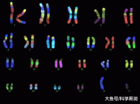 男性的染色体xy 女性染色体xx 那么yy型染色体是什么样子哪 科技资讯 存满娱乐网