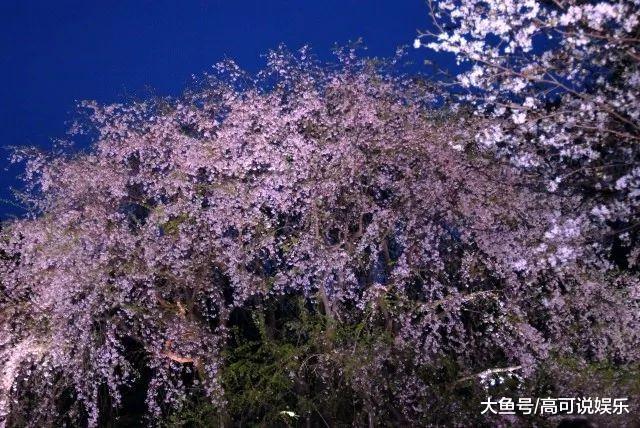 日本东京十巨细寡赏樱胜天:避开人潮拥挤的恐惧,感触感染醒好春意!