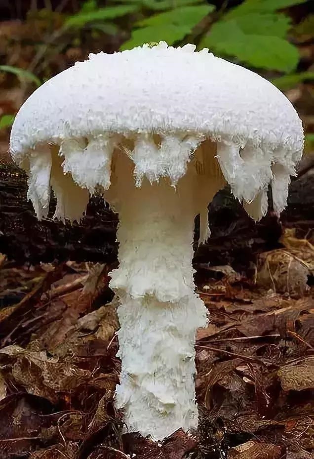 那些长得逆天的菌类,我敢说你一种也没见过