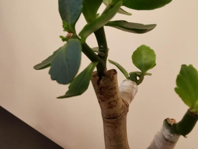 科技  两者玉树跟蟹爪兰嫁接完毕后,我们用保鲜膜将两者适当的缠绕