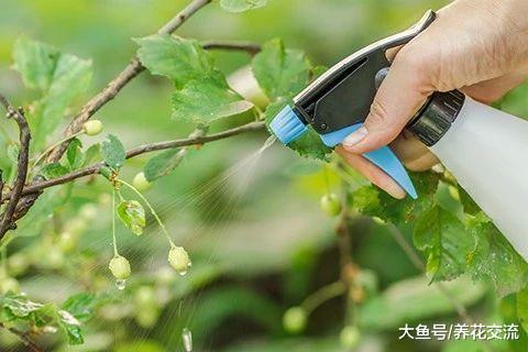 大蒜用来养花的实用技巧, 你掌握了哪一种呢?