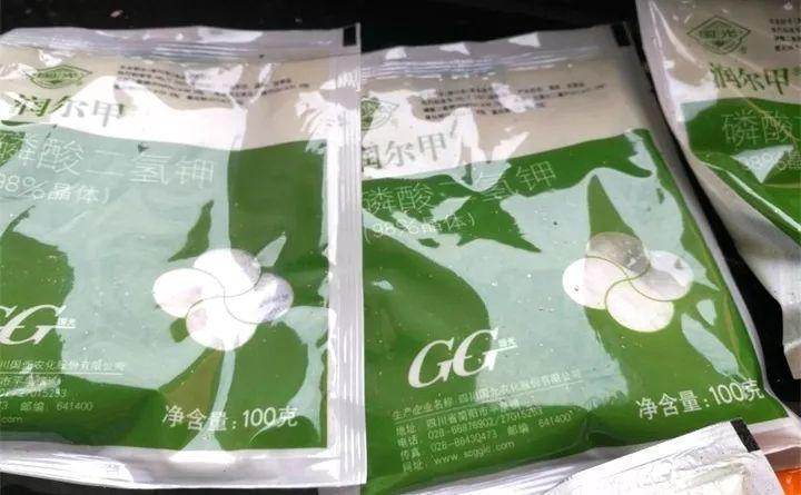 她家的君子兰, 浇了这种水, 每年春节都开爆!