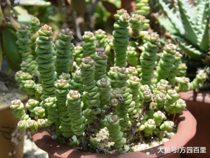 钱串景天是景天科的多肉植物, 上下叠生原来会这么美!