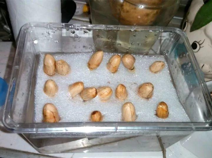 塑料盒里撒把豆子, 3天发芽7天冒绿叶, 过年长成小盆栽!