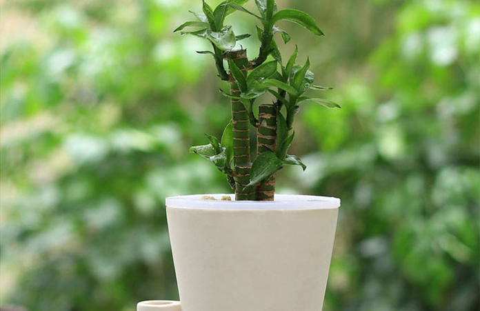 富贵竹“药片”下去, “蜂窝根”冒出来, 黄叶远离绿油油!