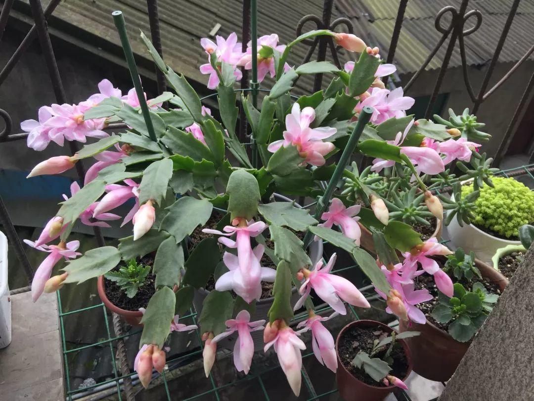 这3种花, 天越冷越开挂, 花骨朵长满盆!