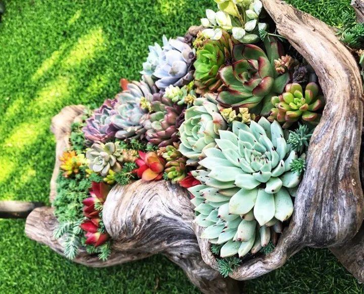 爷爷捡回来的老树根, 填点土种点肉, 就是一个小景观!