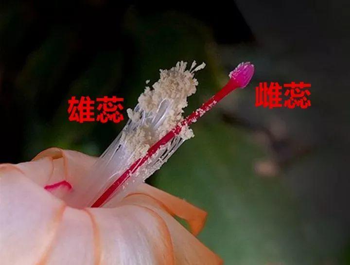 开花的蟹爪兰, 棉签擦一下, 结的籽撒土里冒一盆苗!